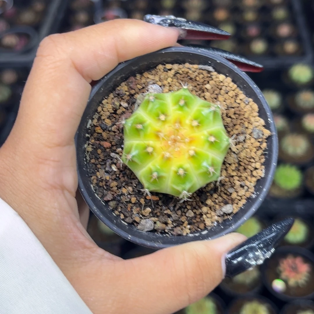 泰系轮回 带盆土发货