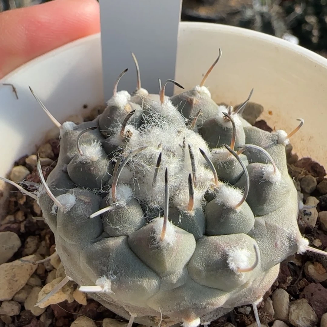 117脱土发 实生娇丽