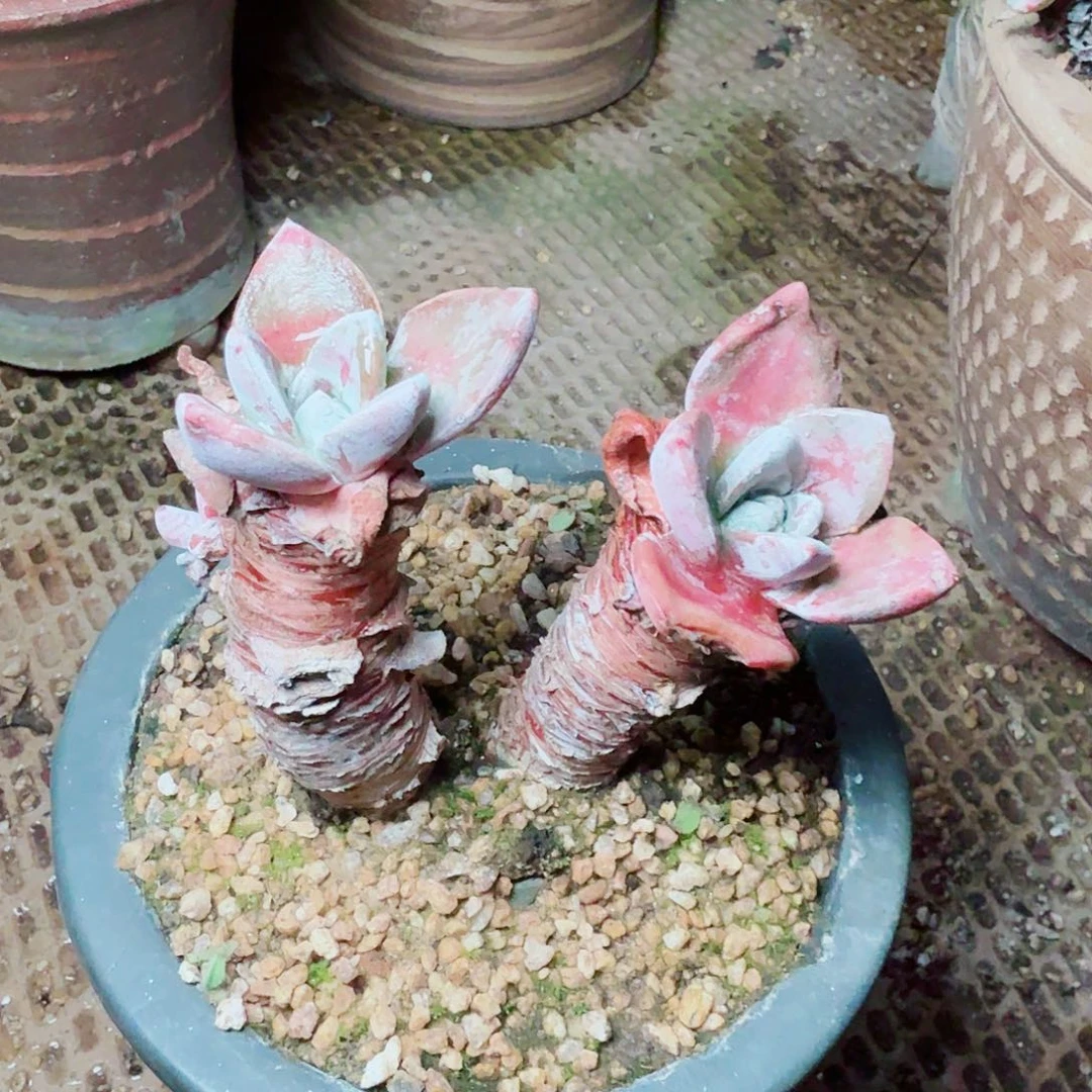 8210泡芙苹果叶多肉