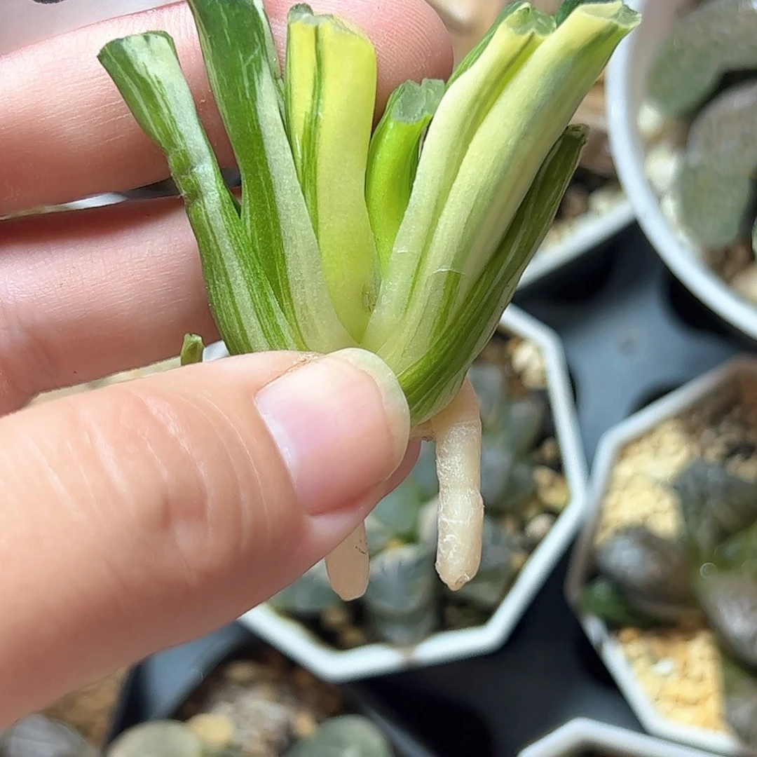 灰***梦694十二卷多肉植物