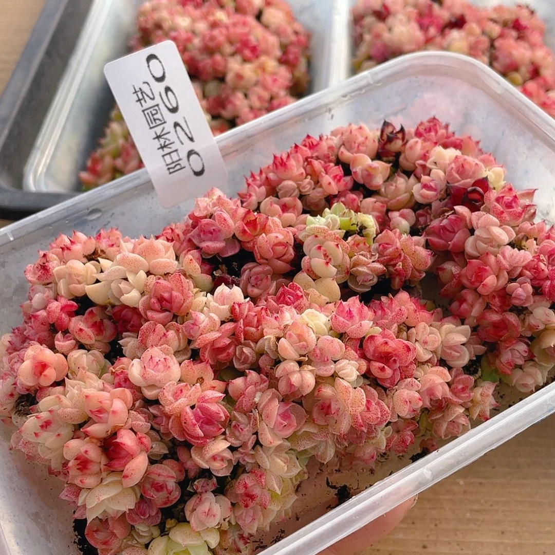 多肉植物多肉植物260