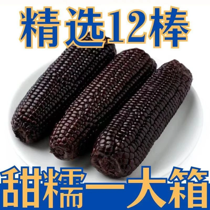 12棒试吃4棒东北高品质黑玉米单只260g-300g整箱6.5-7斤有运费险