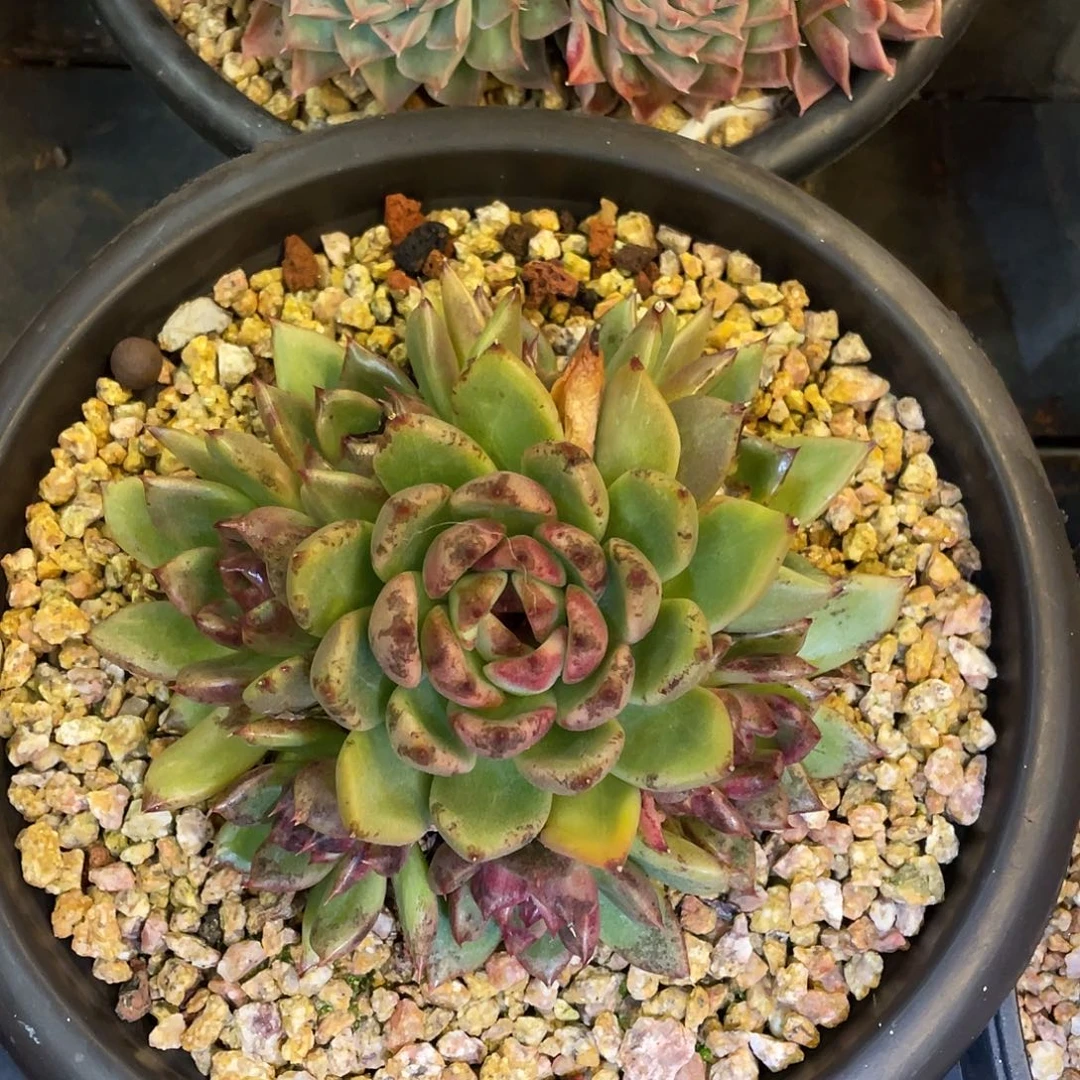 多肉植物一物一拍