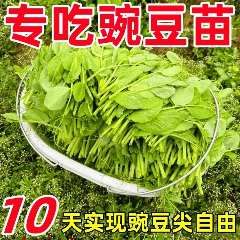 无须豌豆苗种子专吃豌豆尖四季种植芽苗菜甜豌豆种子阳台盆栽蔬菜
