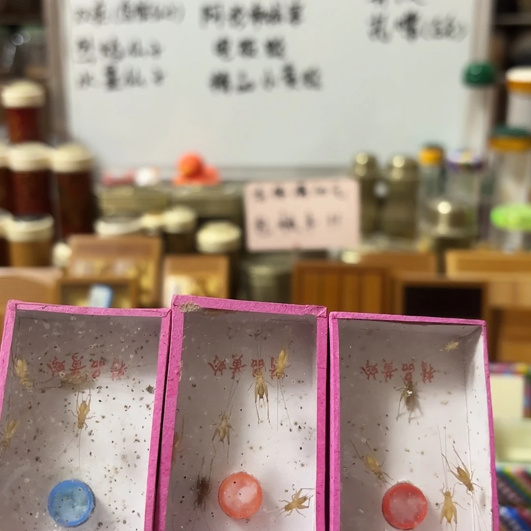 三盒小黄 过冬小黄