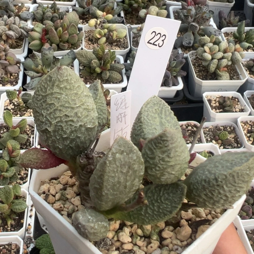 223绿猪肝老桩多头多肉植物