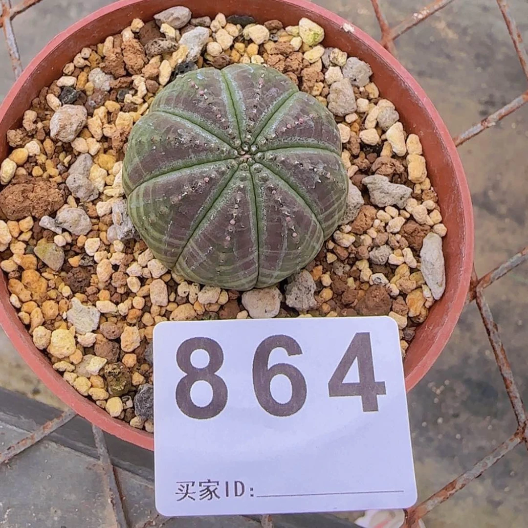 【闪购商品】王***?块根植物