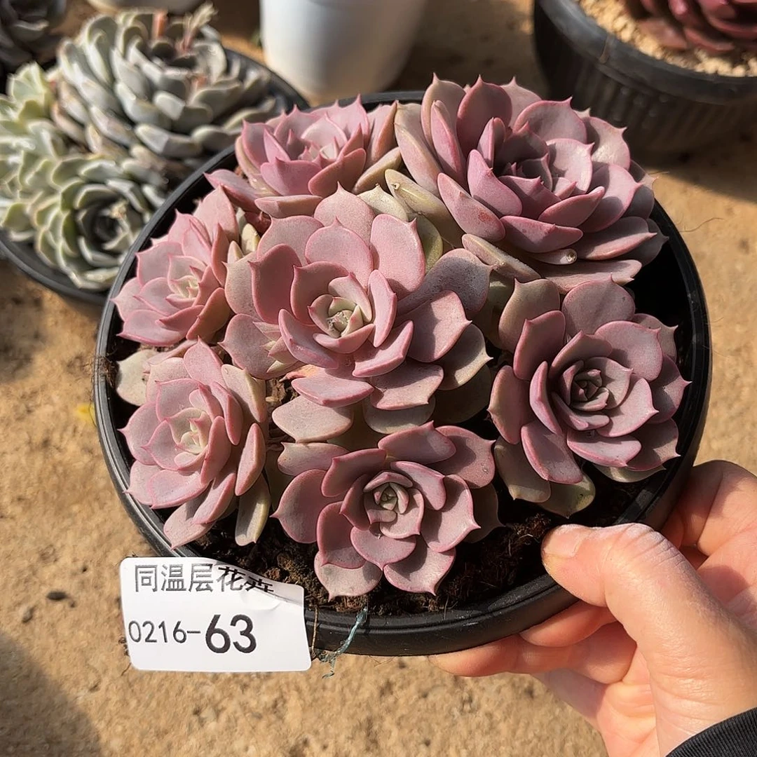 同温层多肉粉蝶63