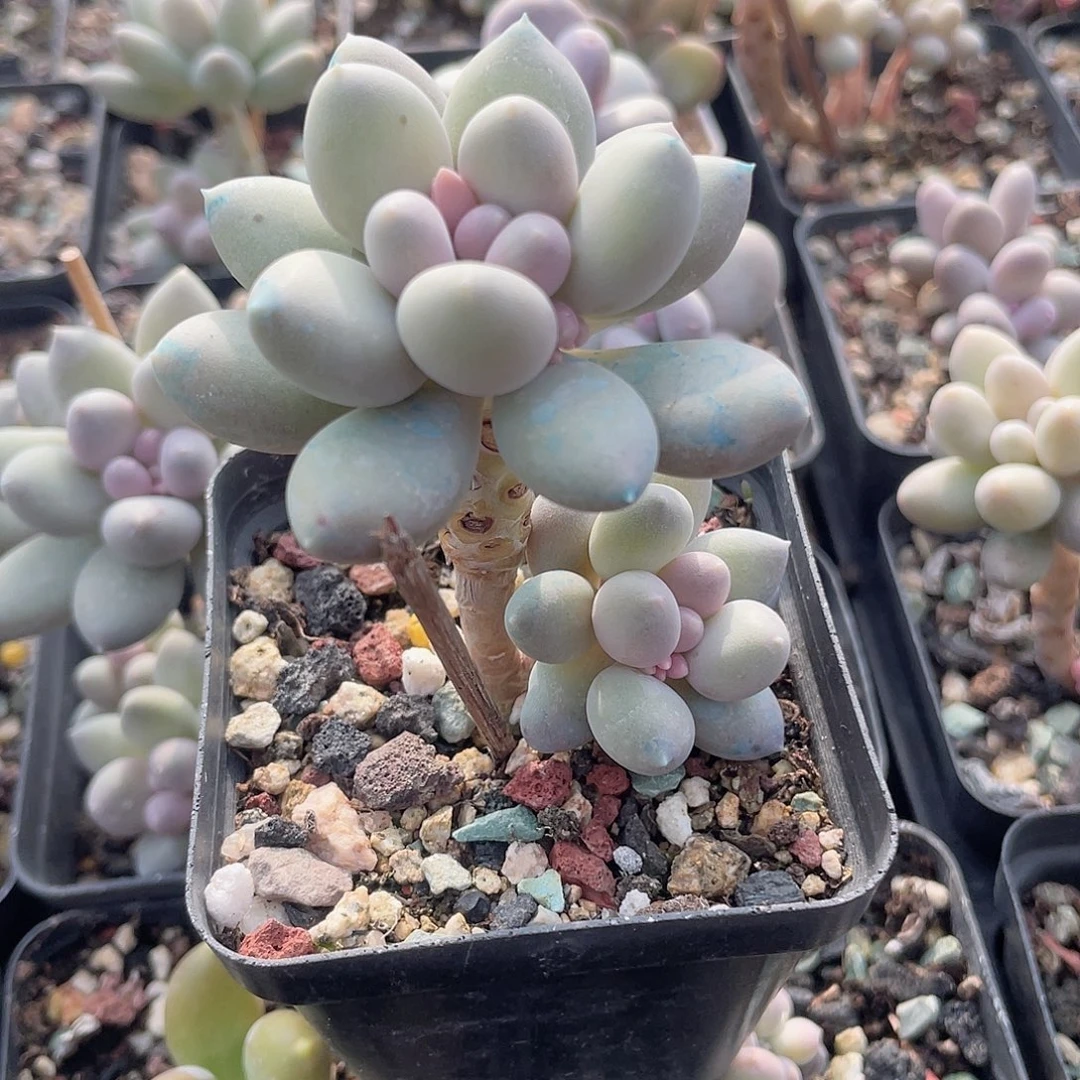 溜溜球 脱土发货 7口盆