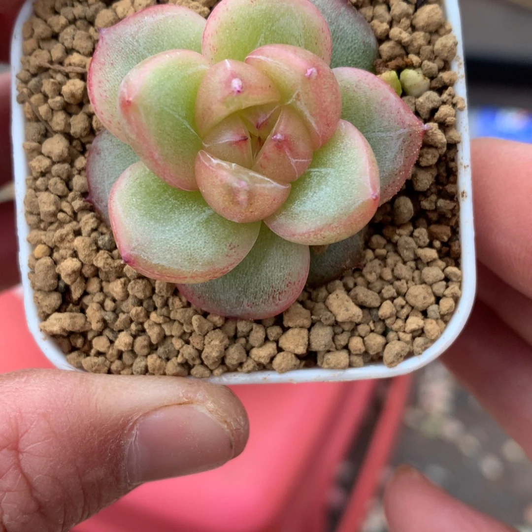 东云体珍妮。       58号