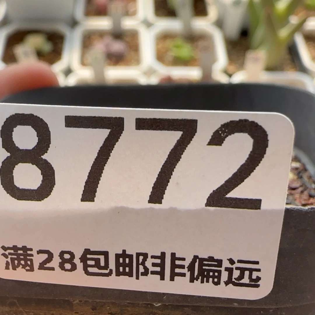 【闪购商品】.*嘟8772