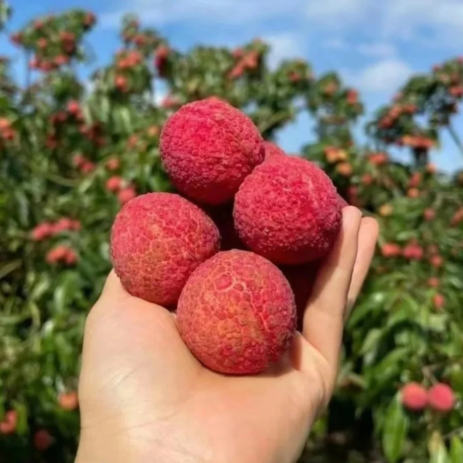 原土带叶桂味荔枝树苗冰荔正宗无籽妃子笑果树无核荔枝王北方盆栽