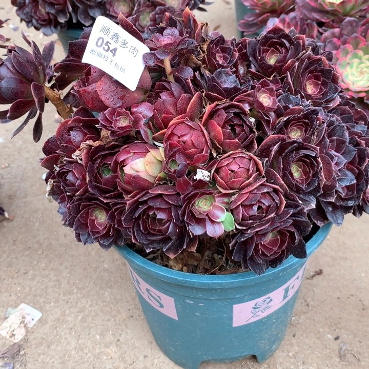 ?**?054赤炎链多肉植物