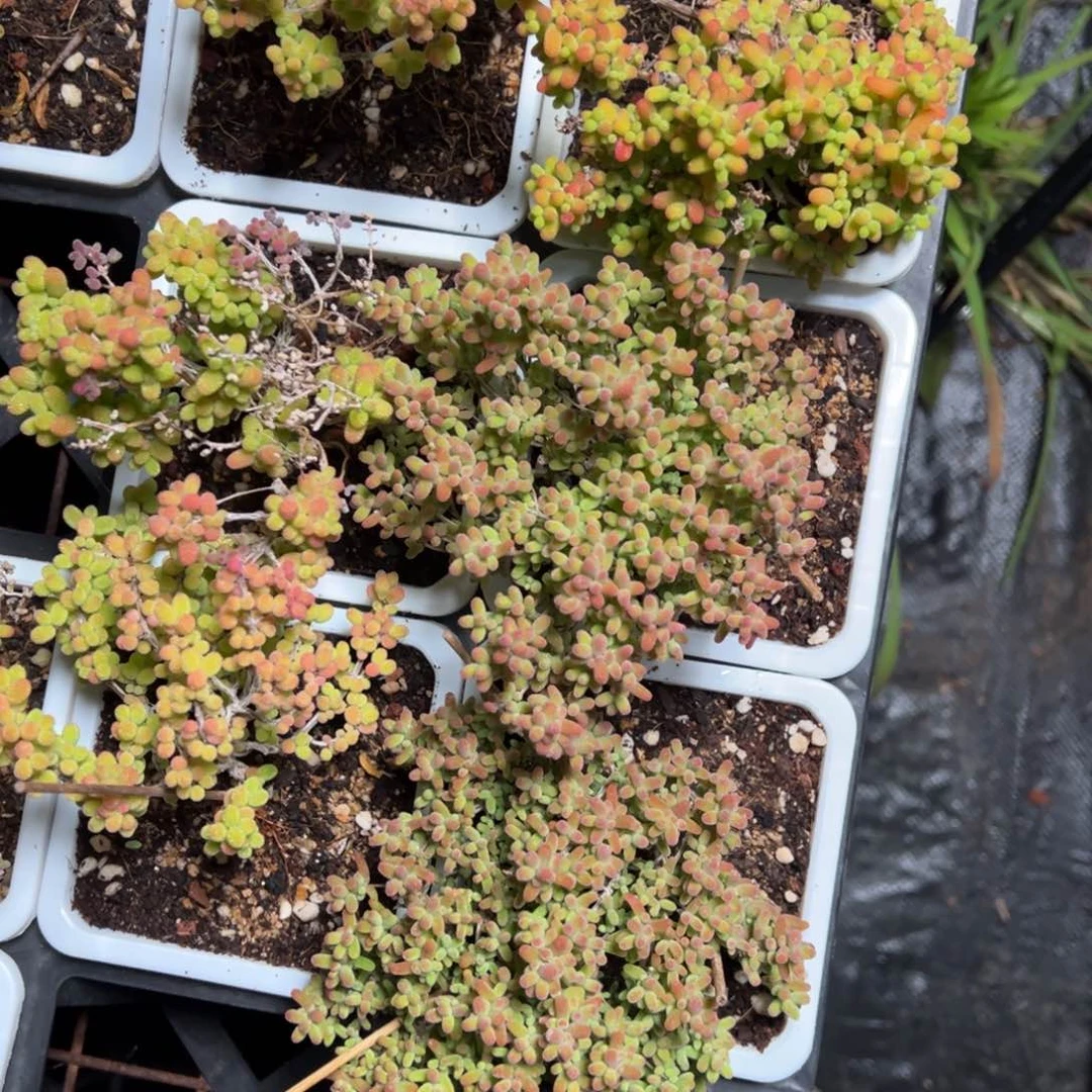 西边露养老桩10白方蜜橘金桔混