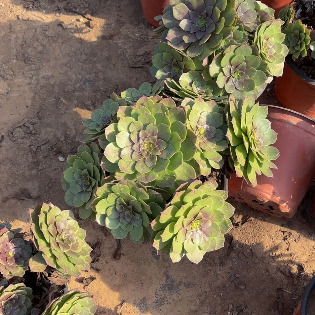 万圣节冷棚9.9多肉植物