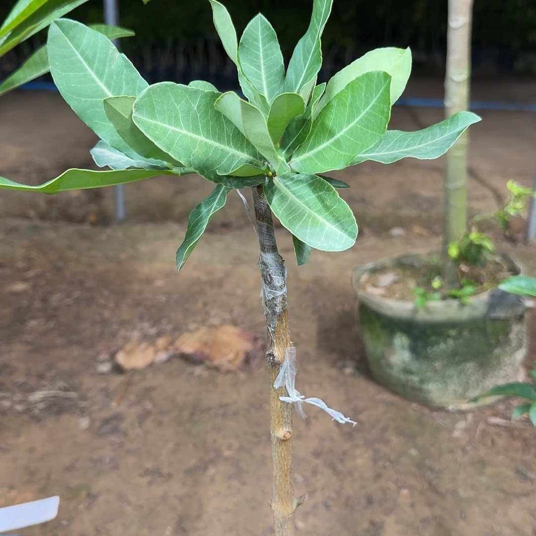 S***当前无花栽培后可以开花非洲山竹