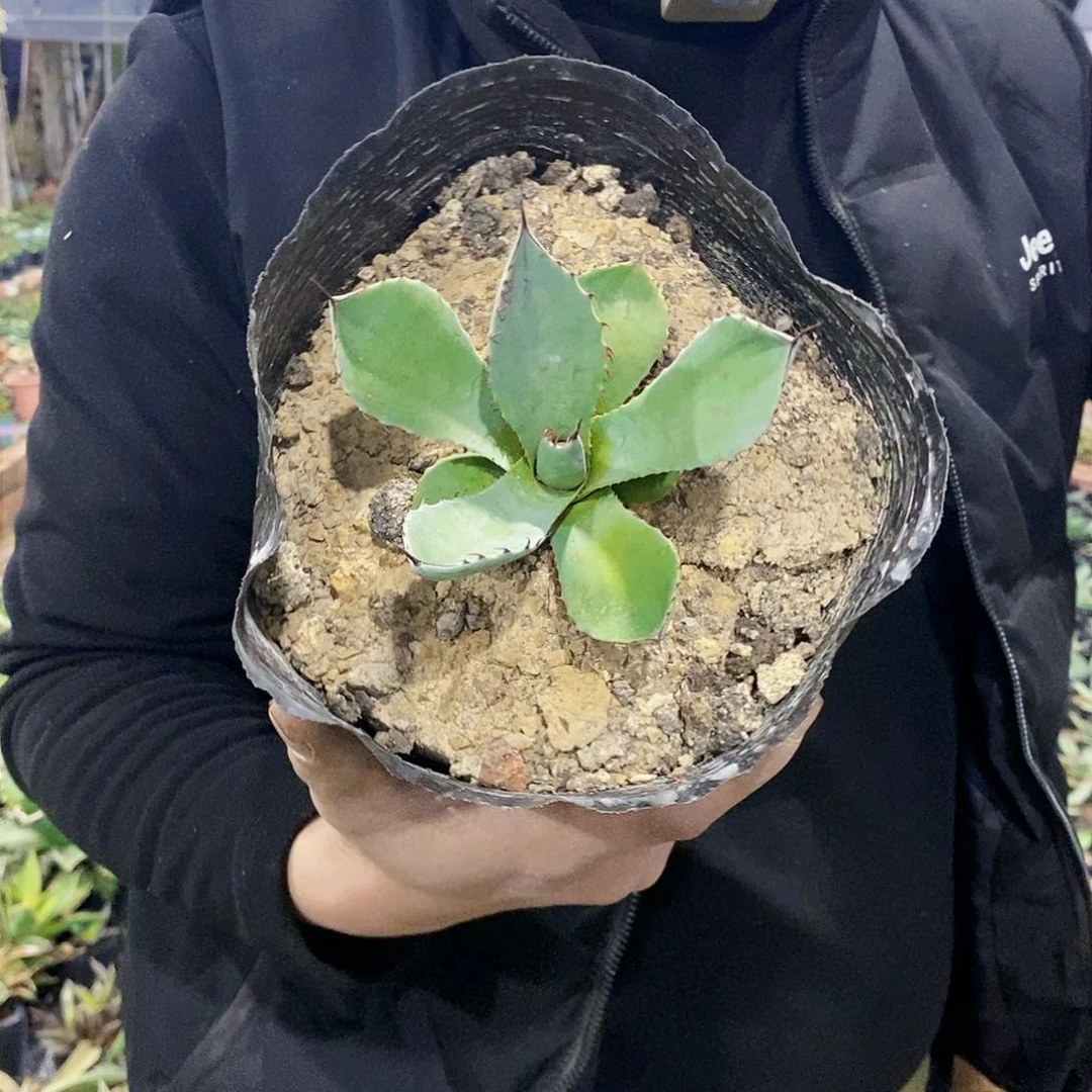 福克斯冠幅10厘米左右量拍