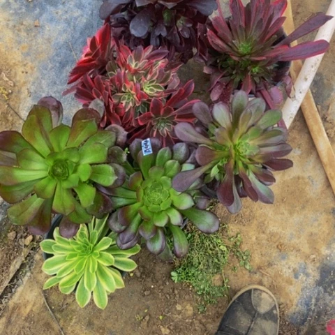 新桩多肉七科多肉植物44
