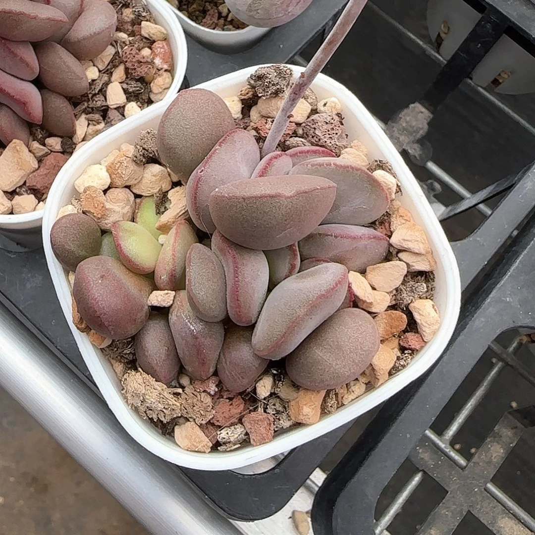 白肌红蛋多肉水泡植物