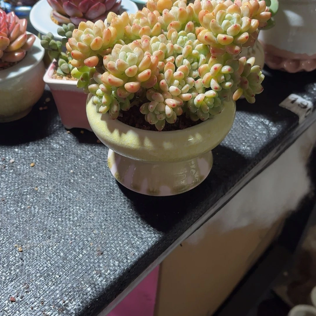 我***你劳尔多肉带盆发货575