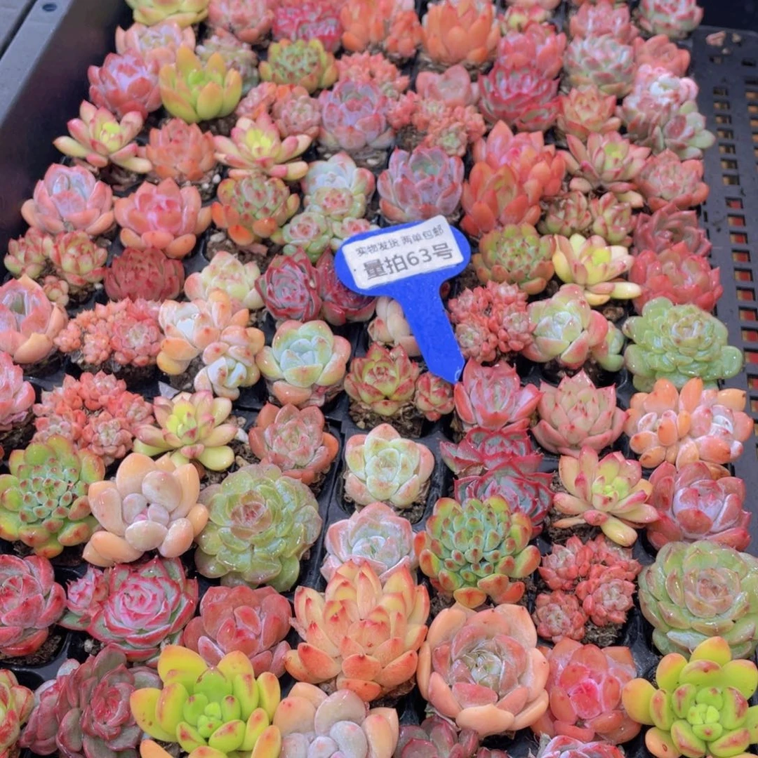 量拍63号 精品小可爱组合18-20个