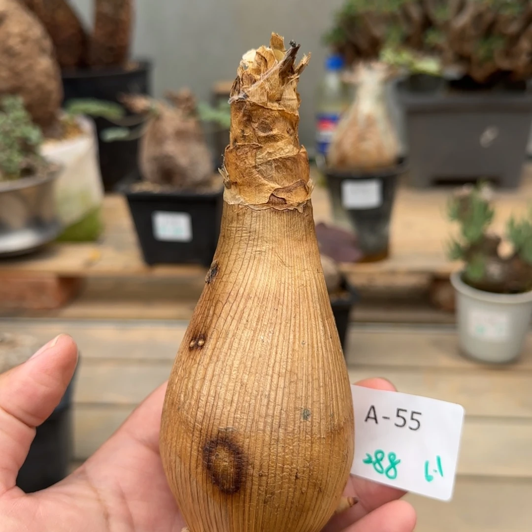 55变色大地百合块根植物