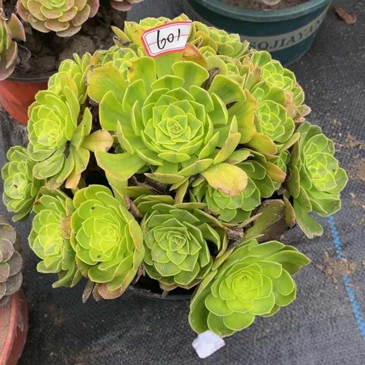 601雨荷多肉植物法师