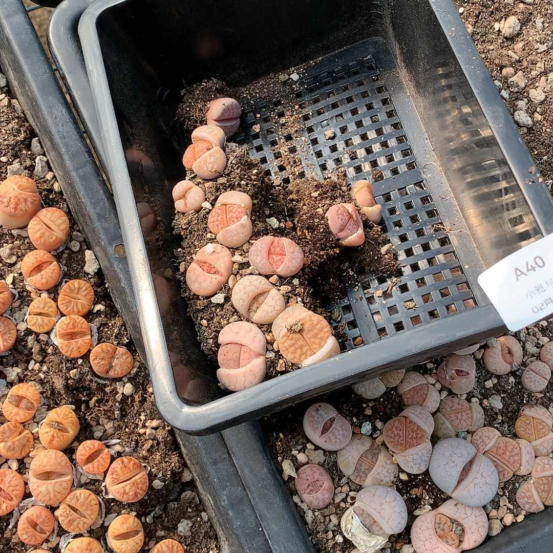 抹****?A40多肉植物保护研究所