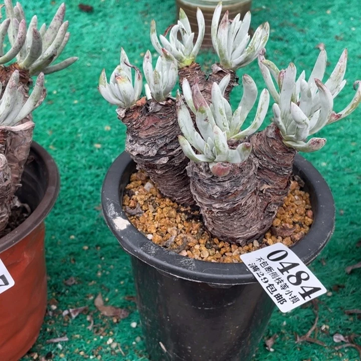 484号雪花多肉植物0