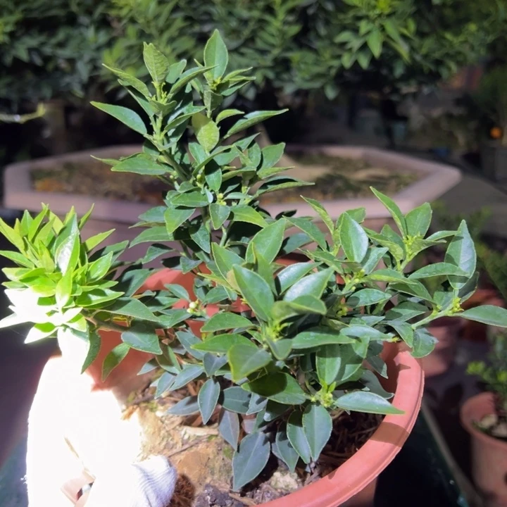 八房柑盆景绿植园艺