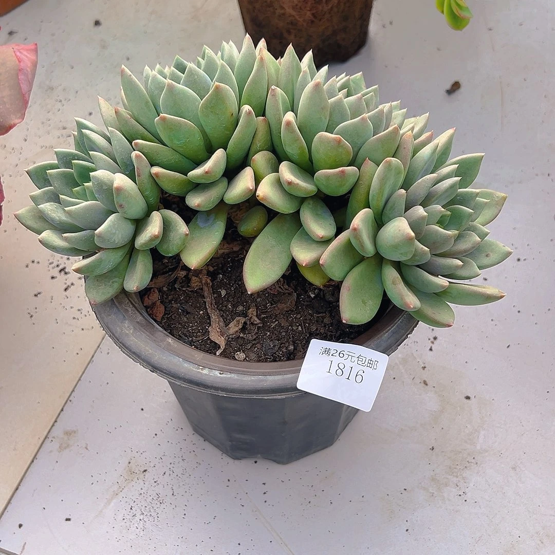 默***默1816象牙多肉植物