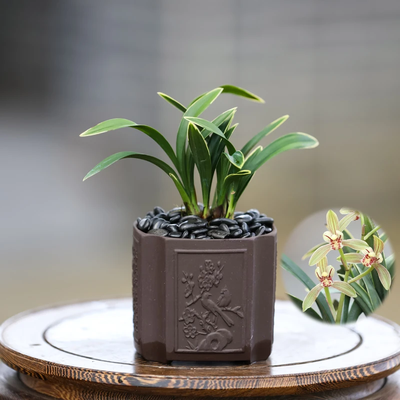 金边矮种兰花苗四季达摩室内桌面四季兰花卉植物庭院盆栽浓香好养