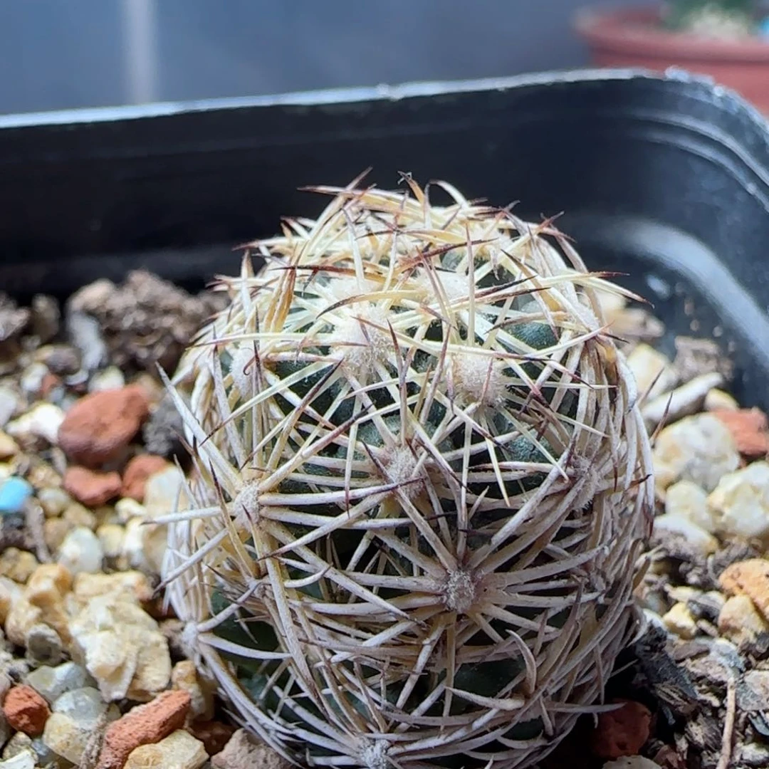 实生狮子奋训多肉