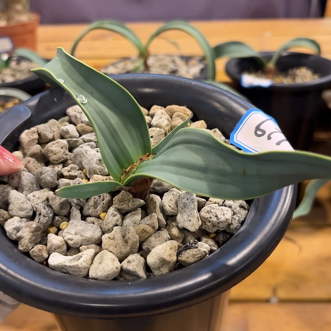 汤圆植物金边卷叶129