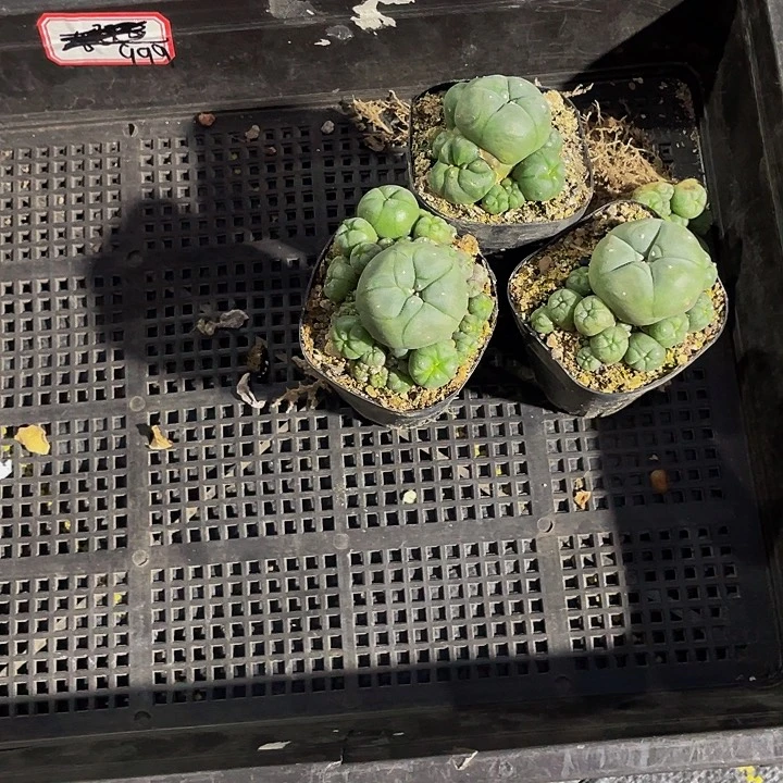 ?****゜999号筐带盆土发货