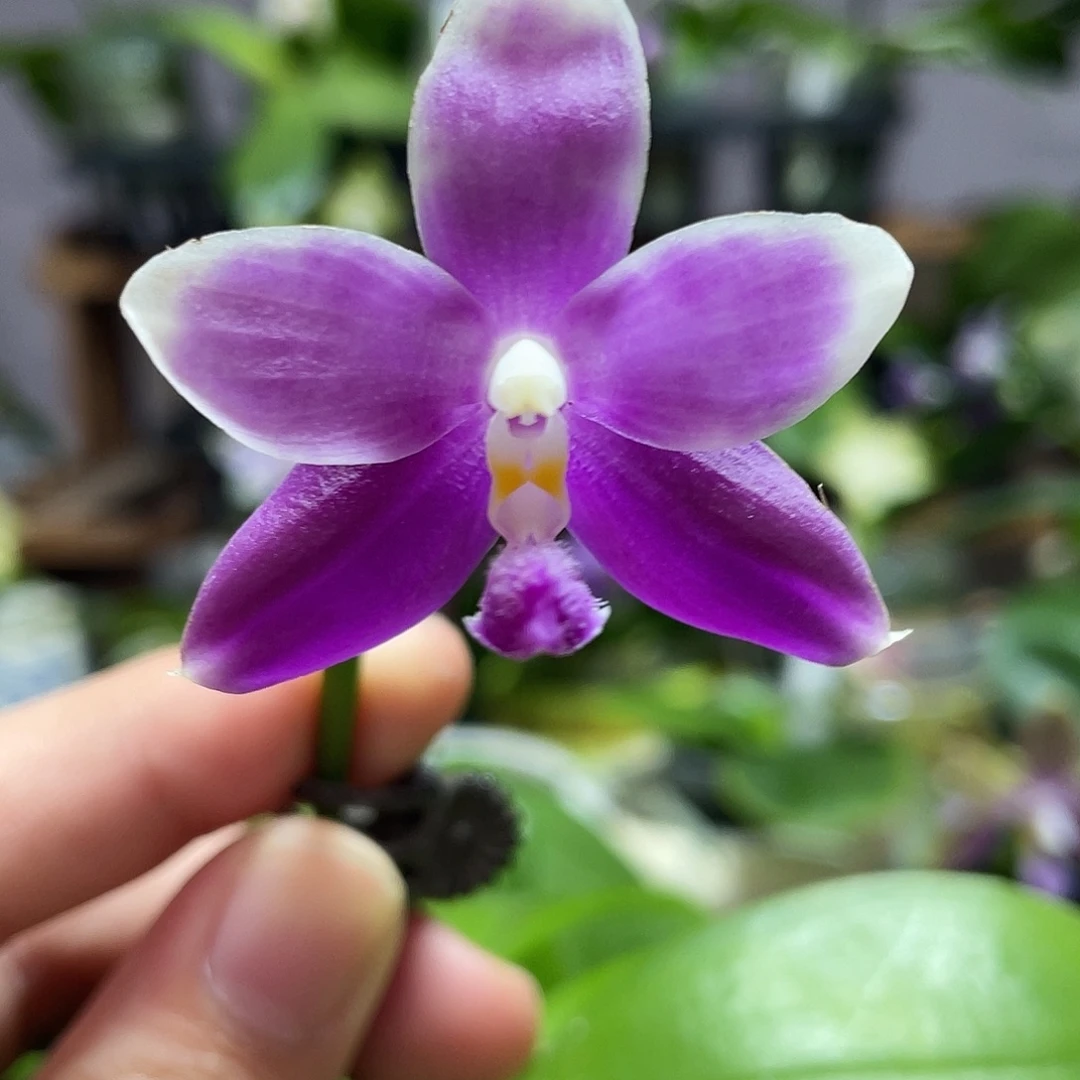 完全开放12叶瑕花期不保