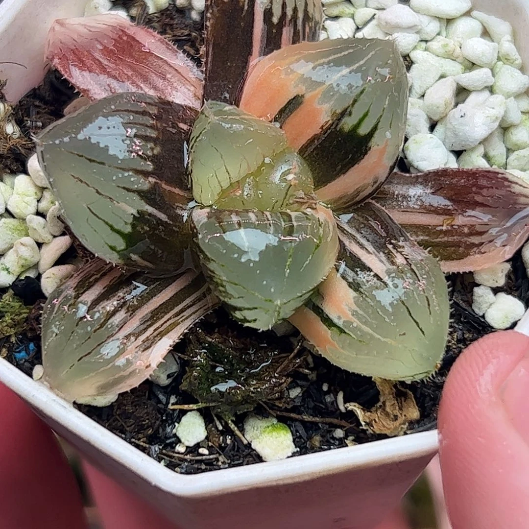 糯玉露六公分十二卷多肉植物