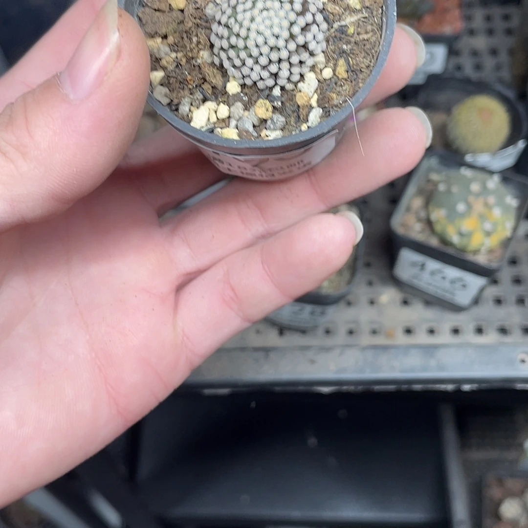 465松针牡丹（满18包邮）