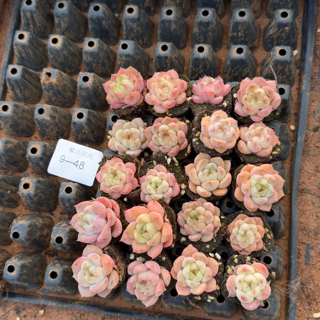 9-48美尼体小包子二十颗量拍侧门右五