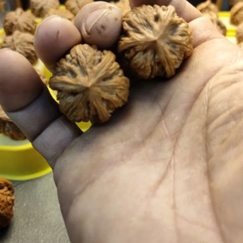 气***昂大叶紫檀（黑酸枝木类）玉龙粗筋三棱核桃