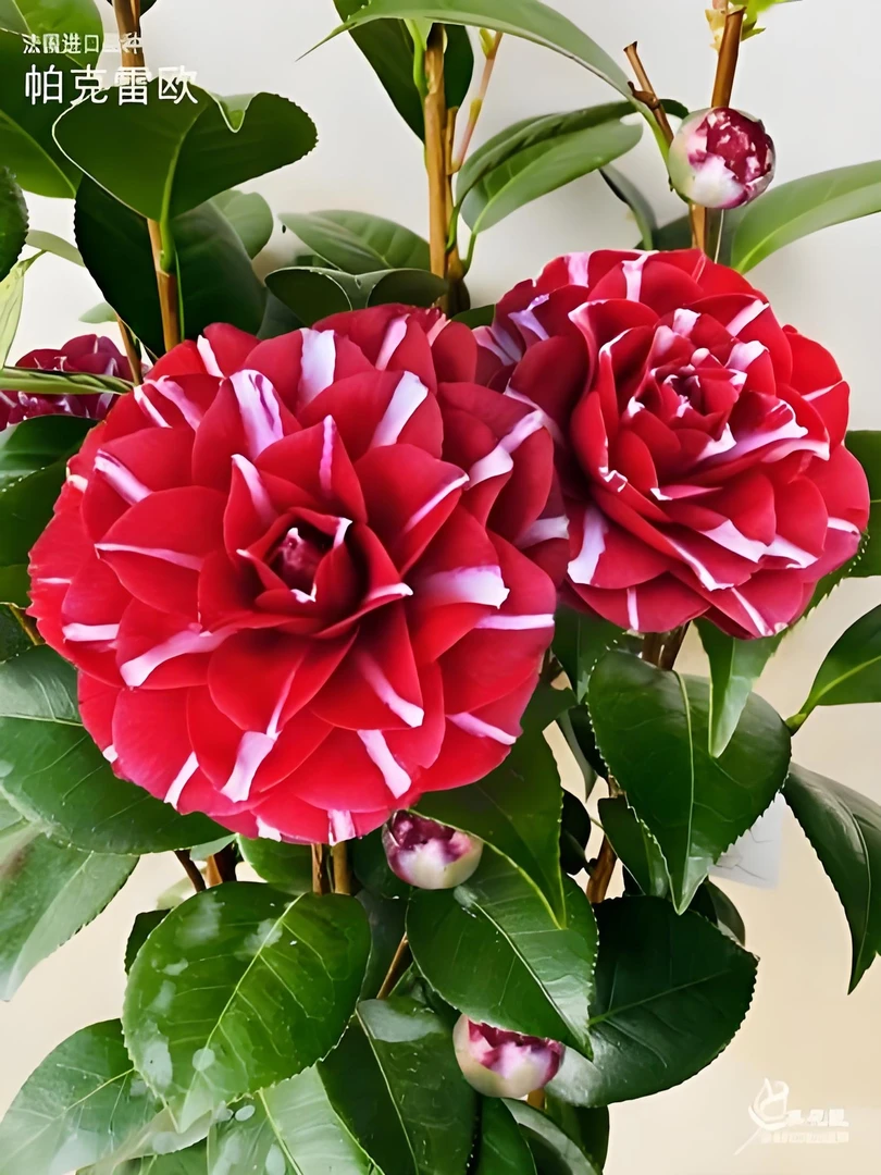 帕克雷欧稀有品种茶花