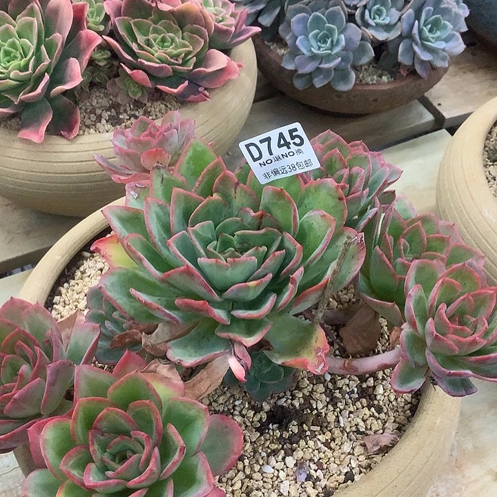 杂交大群 745 清棚处理退款拉黑