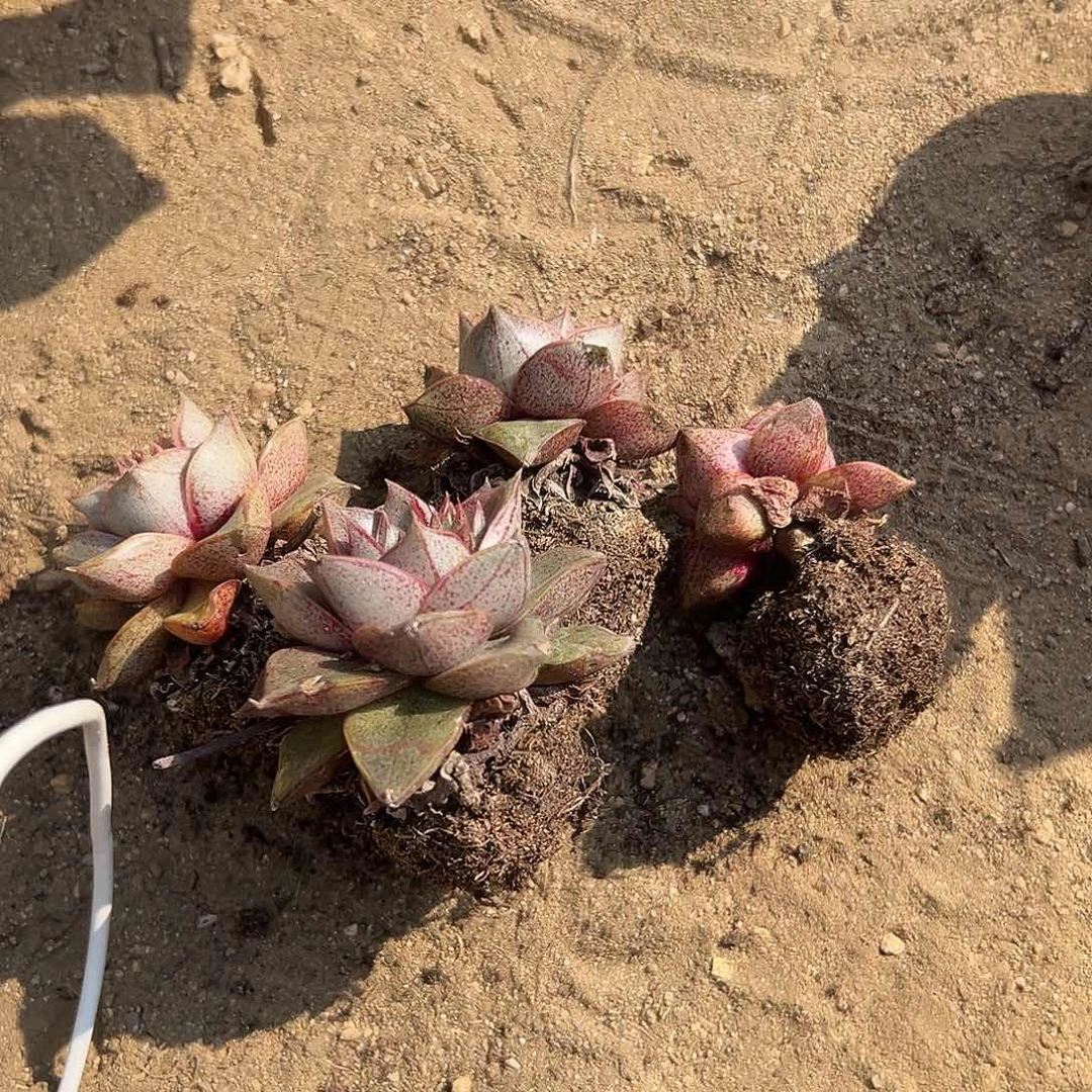 爱****逗多肉植物四颗大河锦