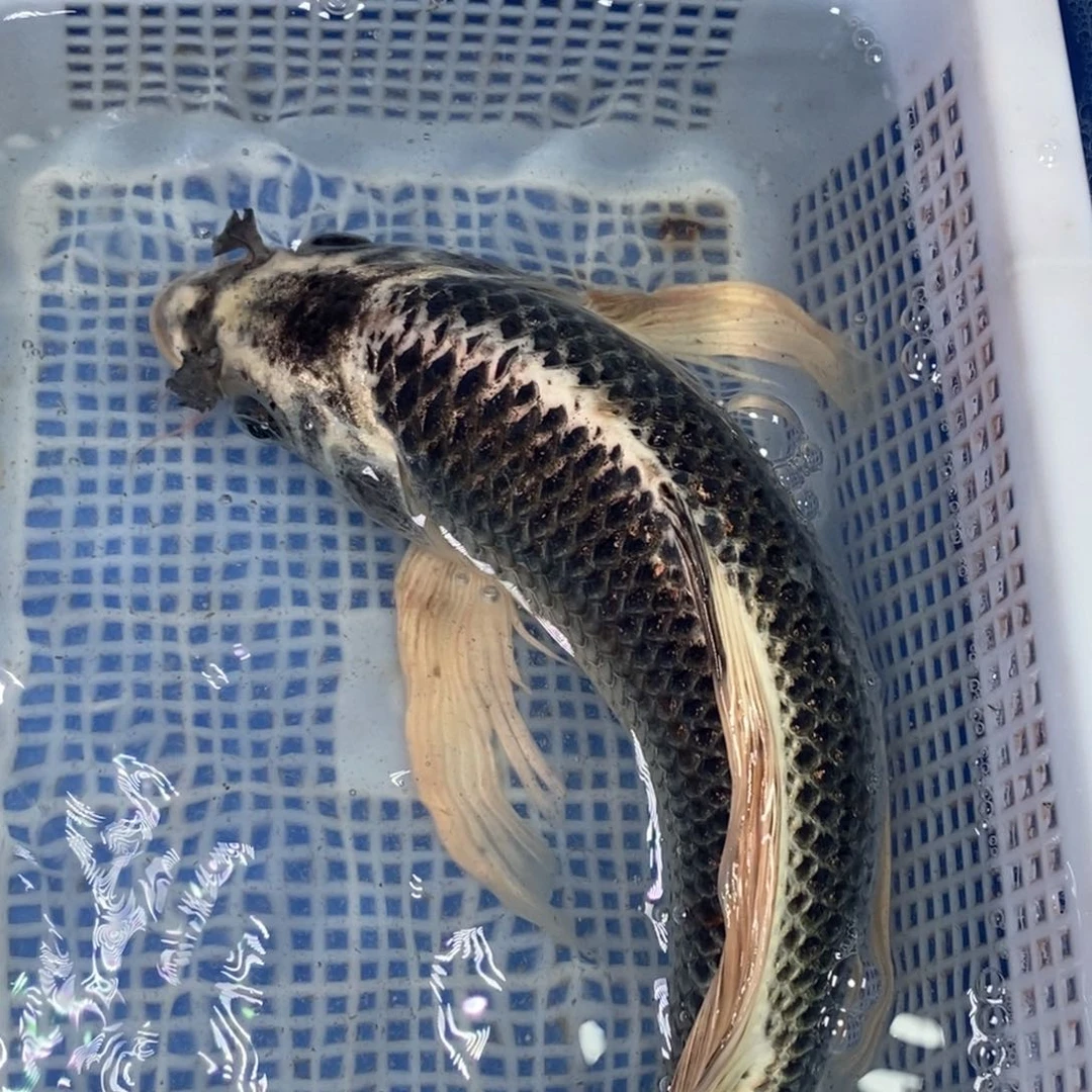 锦鲤冷水锦鲤包邮