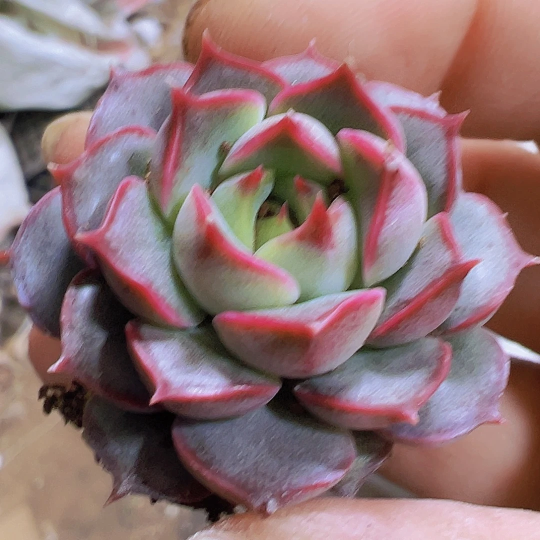 粉特苗5个19包邮多肉植物