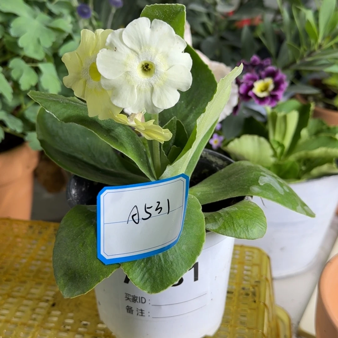 一物一拍    耳叶A531