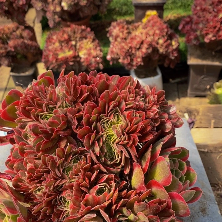 连*女神一颗多肉植物