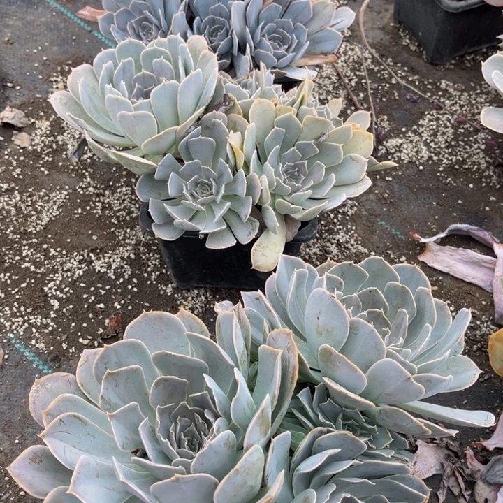 淡***雪露西娜140盆两颗的