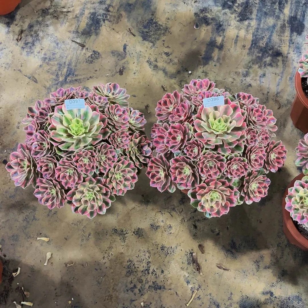 『***～多肉植物396.397女妖