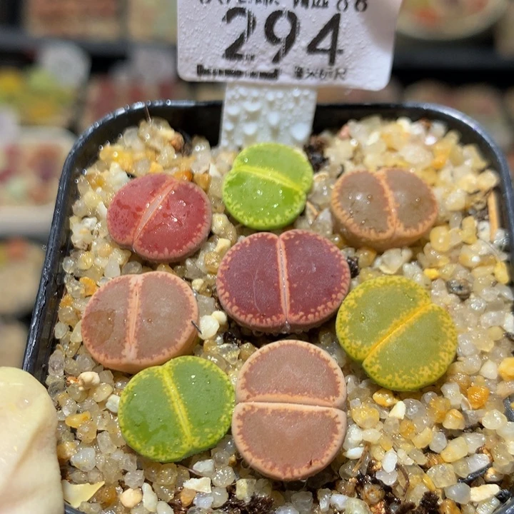 精品sss石石花294